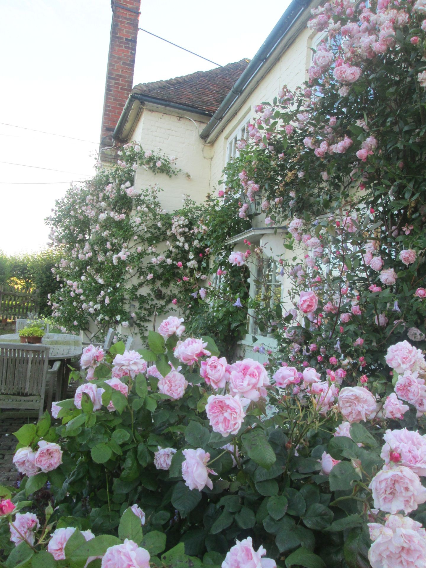 Old Fashioned Beauty - Beds & Roses