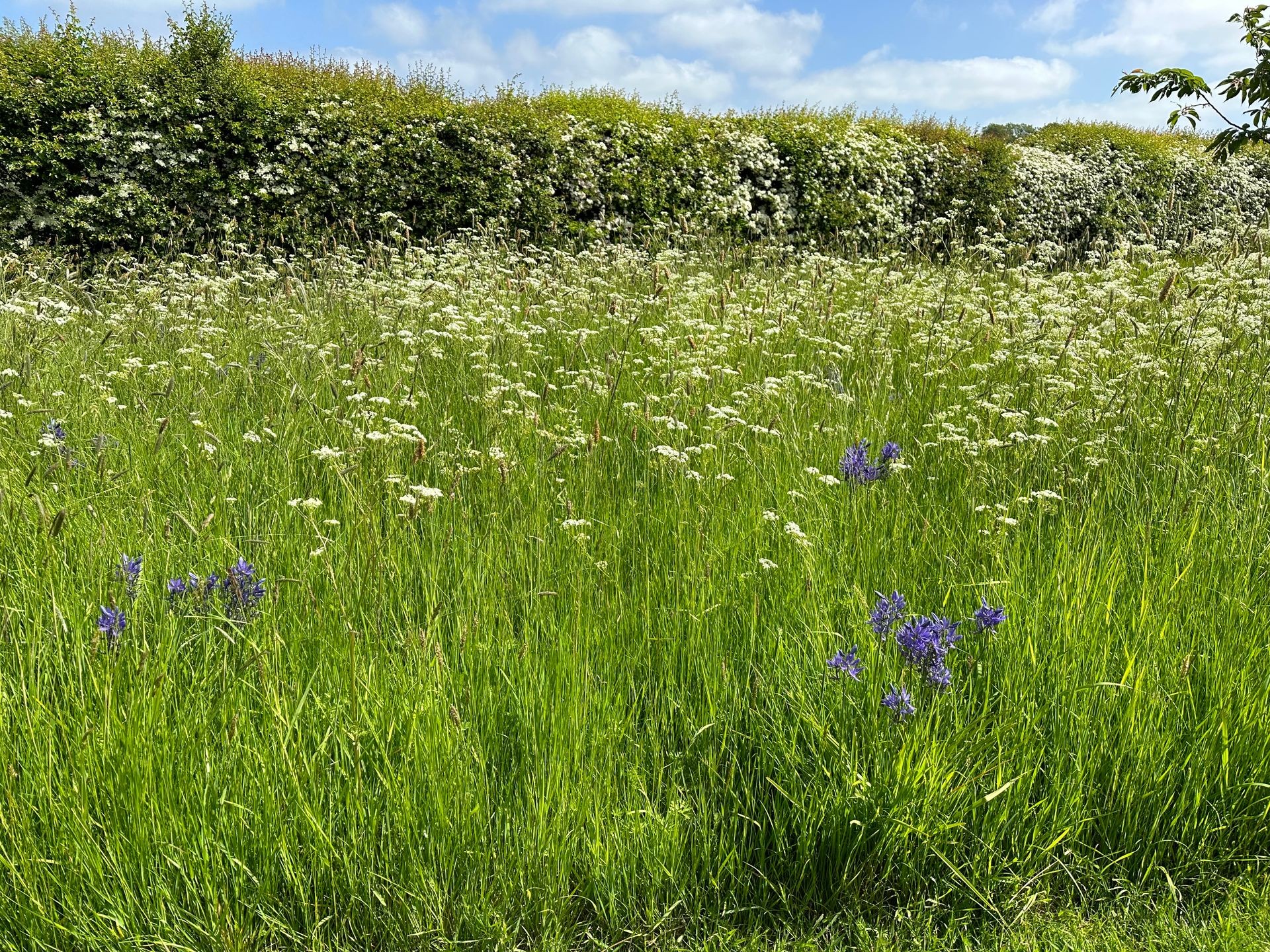 Wildflower Meadows & Landscaping